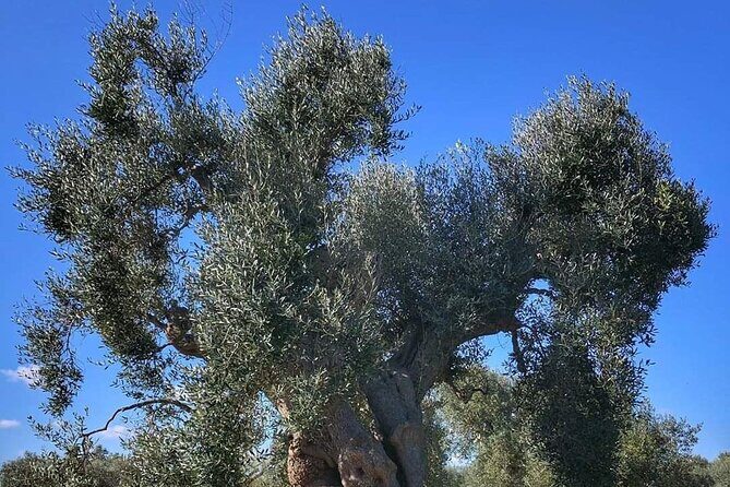 Day Tour of Bari, Alberobello, Matera - Alberobello Trulli: Two Hours in a World Heritage Mood