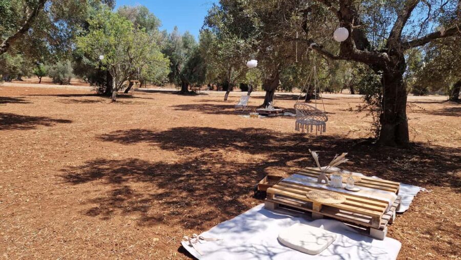 Ostuni: San Vito dei Normani: Organic Picnic in Olive Grove - Key points worth knowing before you go