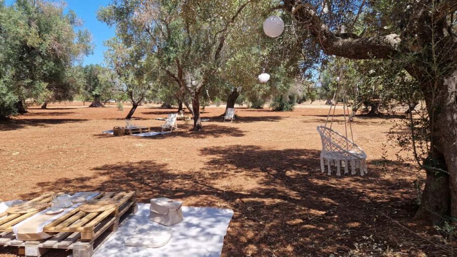 Ostuni: San Vito dei Normani: Organic Picnic in Olive Grove - Where Ostuni’s Olive Country Turns Into a Slow-Day Fantasy