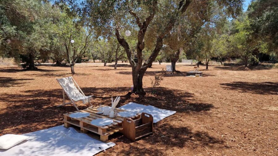 Ostuni: San Vito dei Normani: Organic Picnic in Olive Grove - The Organic Picnic Board: Local Flavors Without the Restaurant Stress