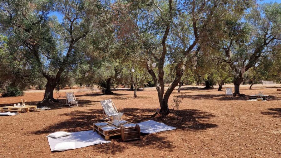 Ostuni: San Vito dei Normani: Organic Picnic in Olive Grove - Comfort Tips for Apulia Heat (So You Enjoy It More)
