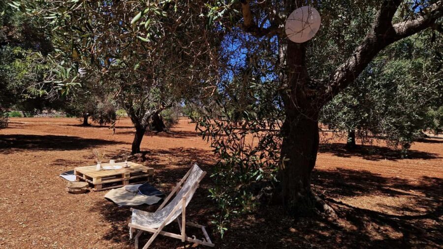 Ostuni: San Vito dei Normani: Organic Picnic in Olive Grove - Price Check: Is $88 for 3 Hours Good Value?