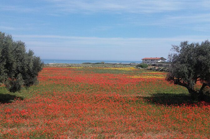 Small Group Half Day Tour of POLIGNANO a MARE and MONOPOLI - Price and Logistics: What You’re Really Paying For