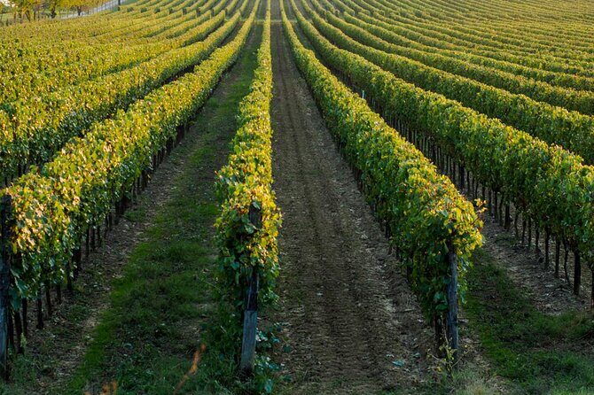 Trani: Wine tasting & Light Lunch in a Vineyard - Villa Schinosa in Trani: what you’re really signing up for