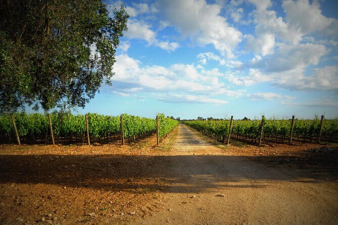 Trani: Wine tasting & Light Lunch in a Vineyard - The tasting: four wines, guided structure, and what to pay attention to