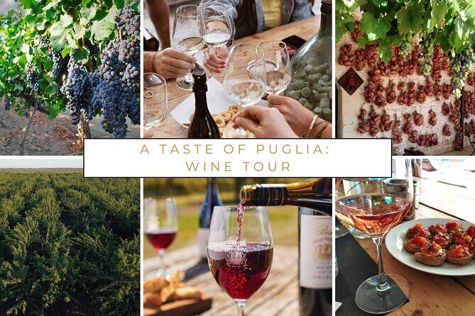 Trani: Wine tasting & Light Lunch in a Vineyard - English guide experience and how the day feels in practice